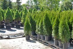 DEBSCY nursery coniferous and deciduous trees and bushes in Poland