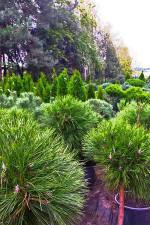 DEBSCY nursery coniferous and deciduous trees and bushes in Poland
